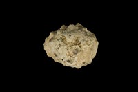 藏品(紫口岩螺)的圖片